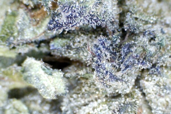 Sherb Cream Pie by: Redway Farms - Image 6